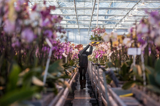 2024's Trending Plants: Orchids Lead the Way with Pot Mums Making a Comeback - The Horti House