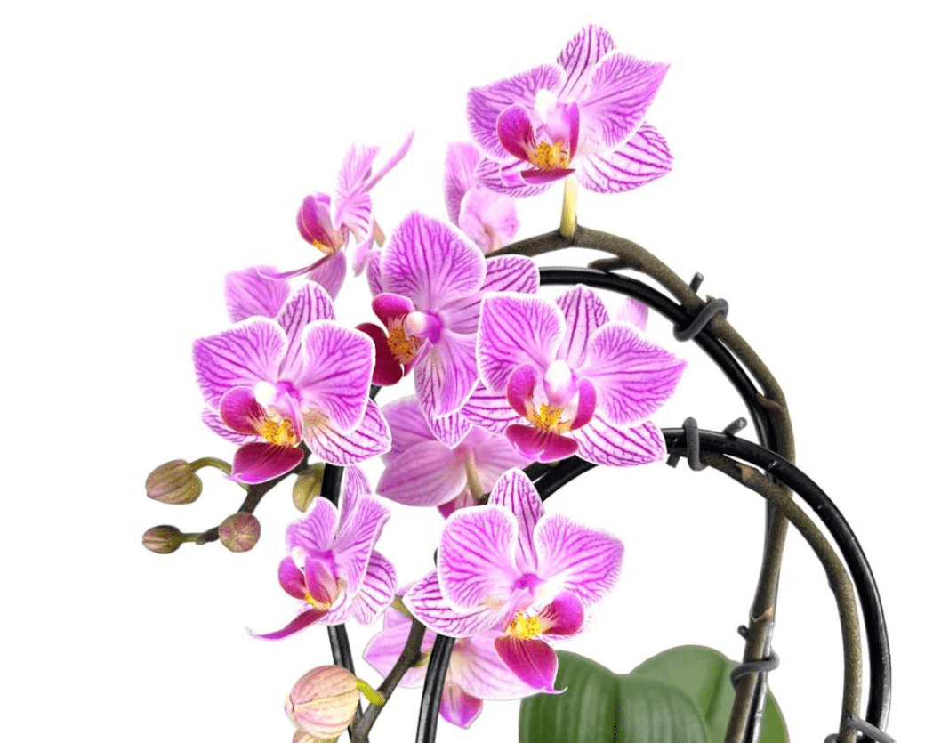 Retailers Guide: Orchid Care & Selling Guide - The Horti House