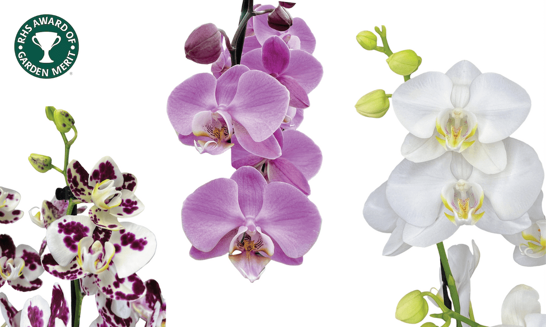 We've Been Awarded the RHS Prestigious Award of Garden Merit for our Orchids - The Horti House