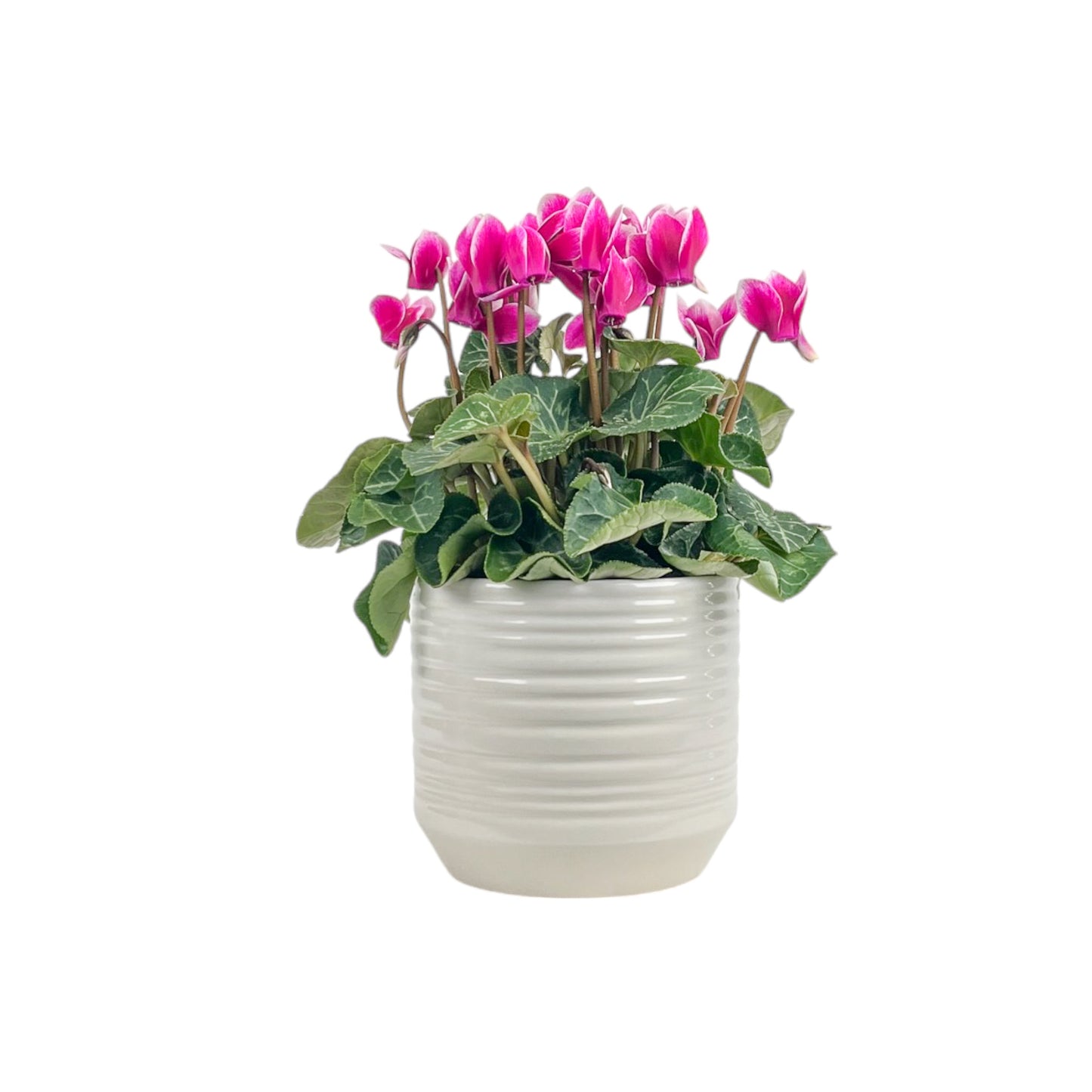 Cyclamen 10.5cm Mix in Oxford Ceramic