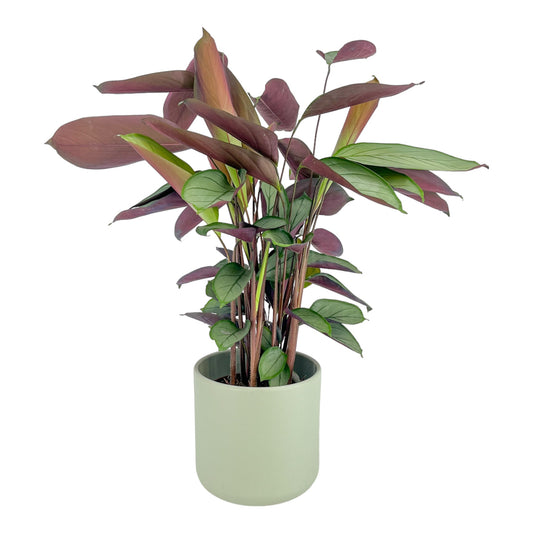 Calathea 17cm Setosa in Cambridge Ceramic