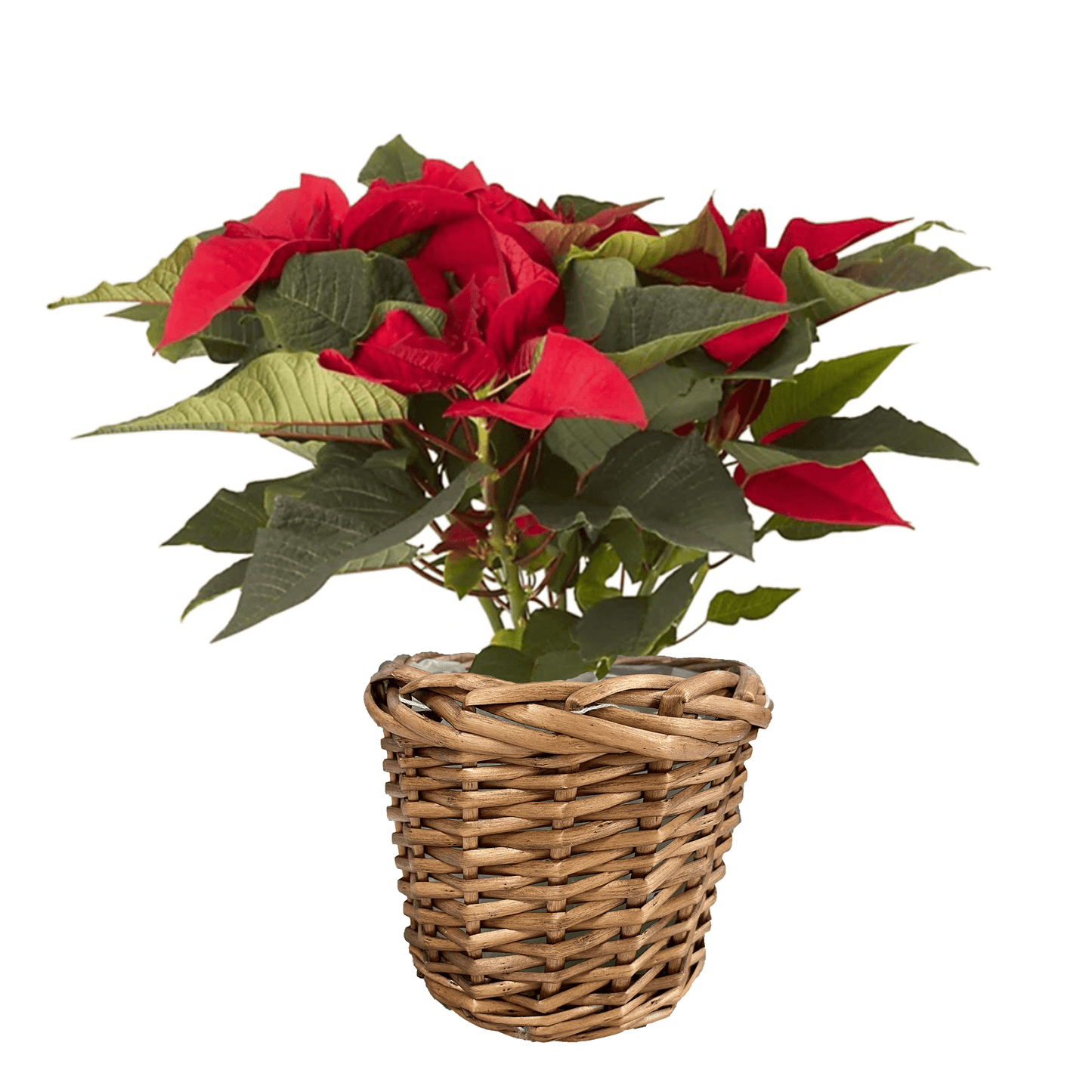 Poinsettia 10.5cm in Basket - Poinsettia The Horti House