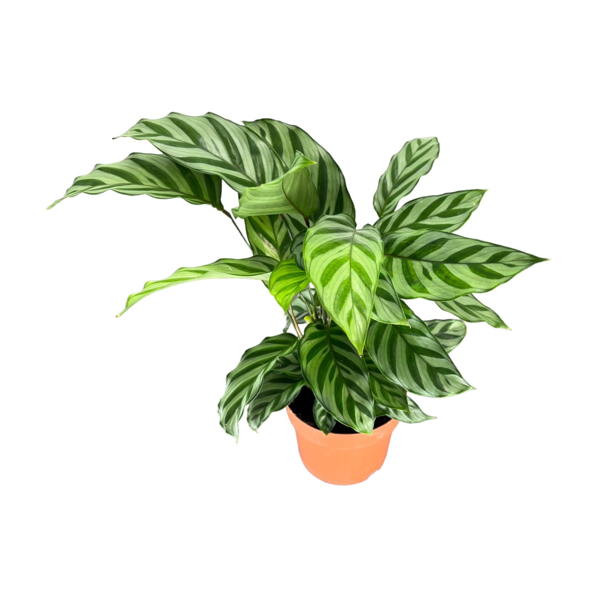 Calathea 12cm Freddie - Green Plant The Horti House