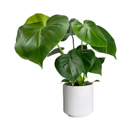 Monstera 12cm Deliciosa in White Ceramic - Green Plant The Horti House