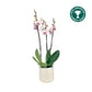 Phalaenopsis 12cm AGM Triple Stem Denver in Cambridge Ceramic