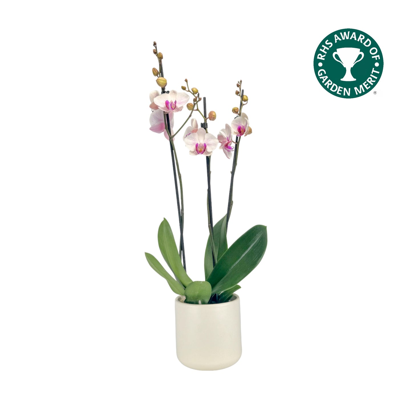 Phalaenopsis 12cm AGM Triple Stem Denver in Cambridge Ceramic