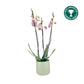 Phalaenopsis 12cm AGM Triple Stem Denver in Cambridge Ceramic