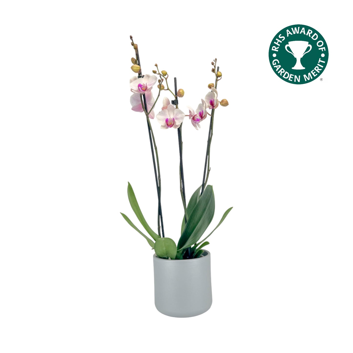 Phalaenopsis 12cm AGM Triple Stem Denver in Cambridge Ceramic