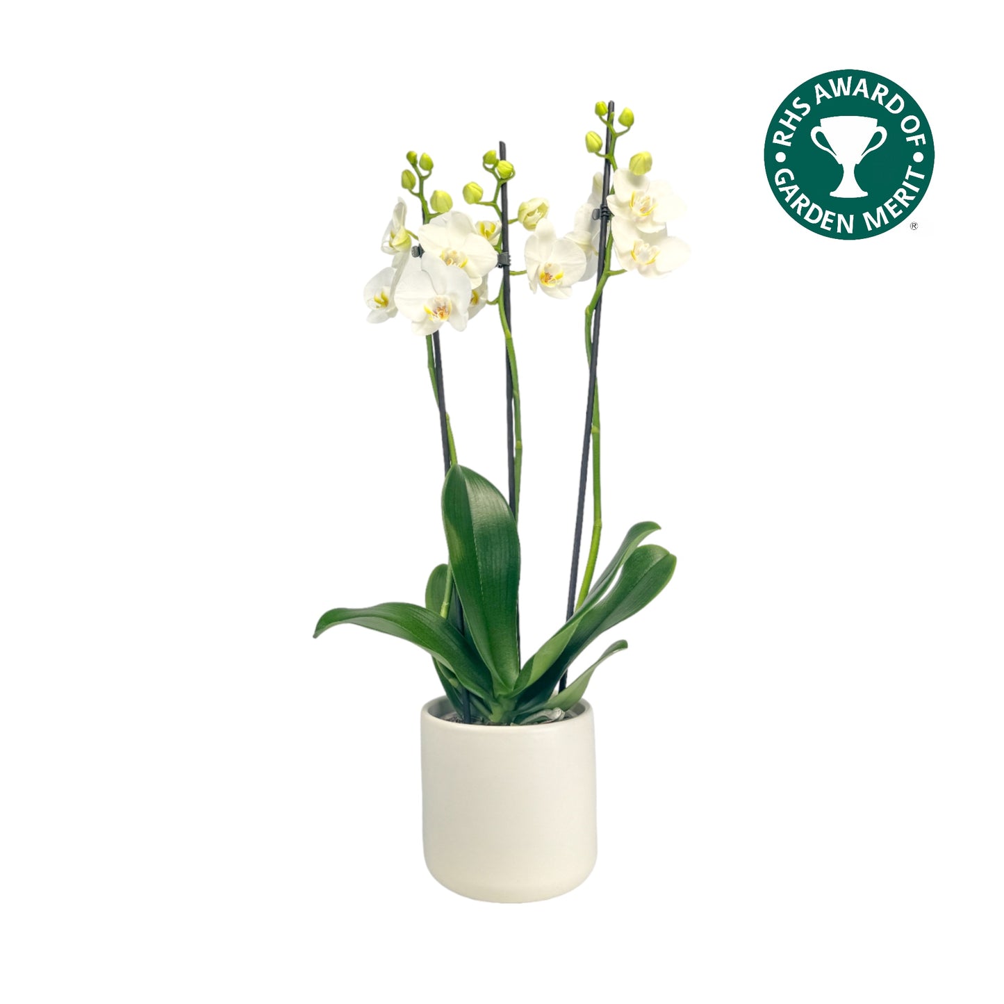 Phalaenopsis 12cm AGM Triple Stem Dover in Cambridge Ceramic