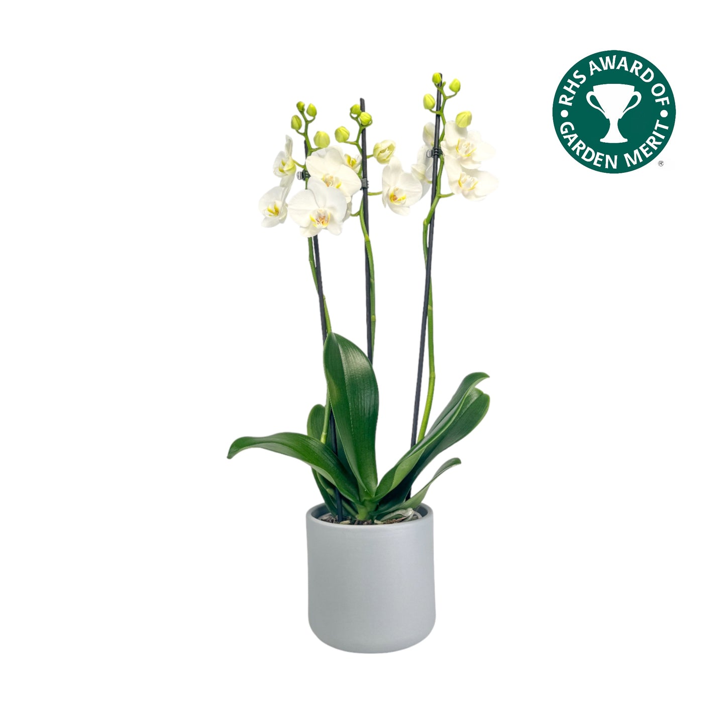 Phalaenopsis 12cm AGM Triple Stem Dover in Cambridge Ceramic