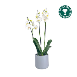 Phalaenopsis 12cm AGM Triple Stem Folkstone in Cambridge Ceramic