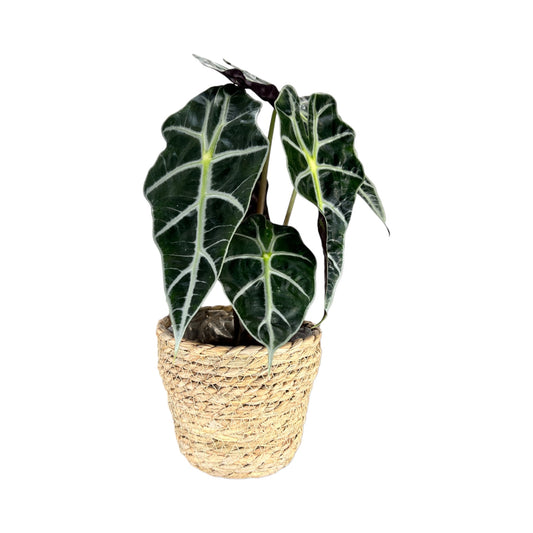 Alocasia 12cm Dwarf Amazonica in Basket - Green Plant The Horti House