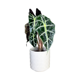 Alocasia 12cm Dwarf Amazonica in Oxford Ceramic