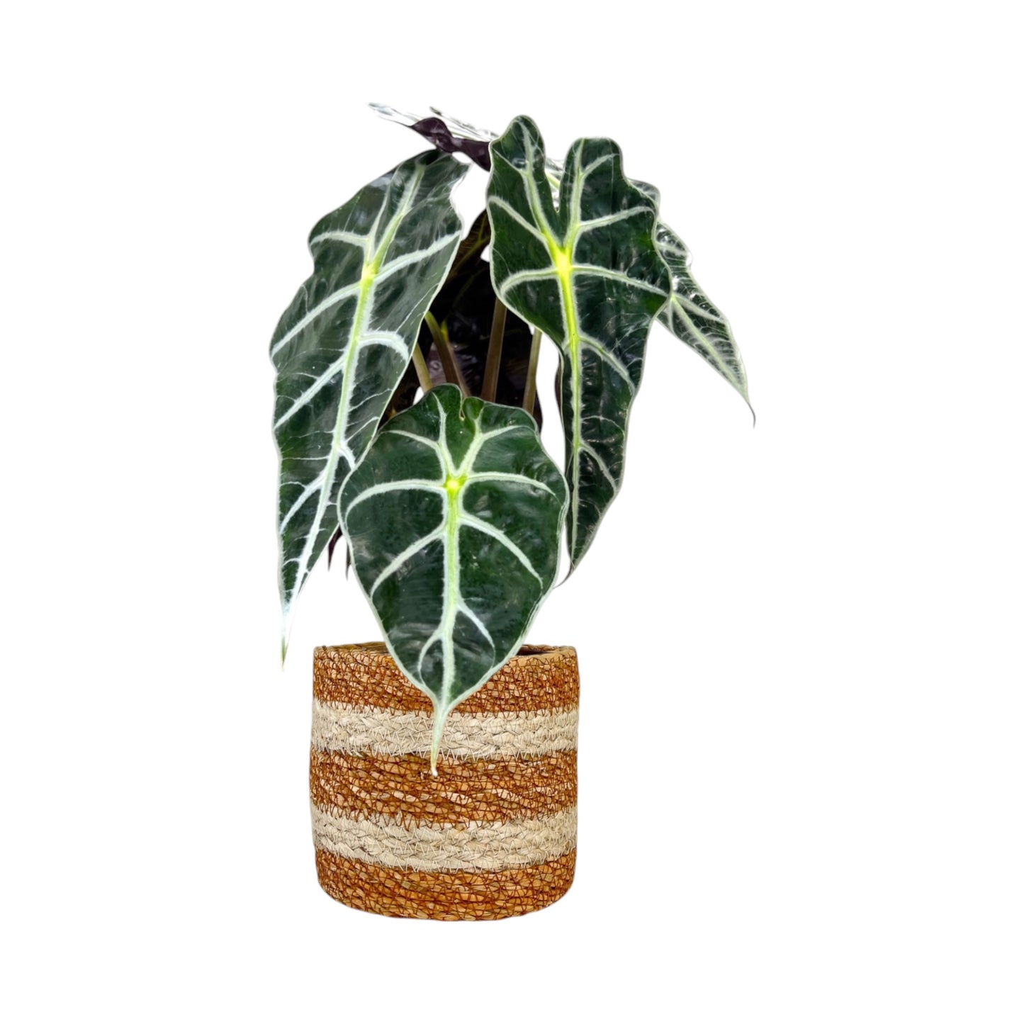 Alocasia 12cm Mix in Basket - Green Plant The Horti House