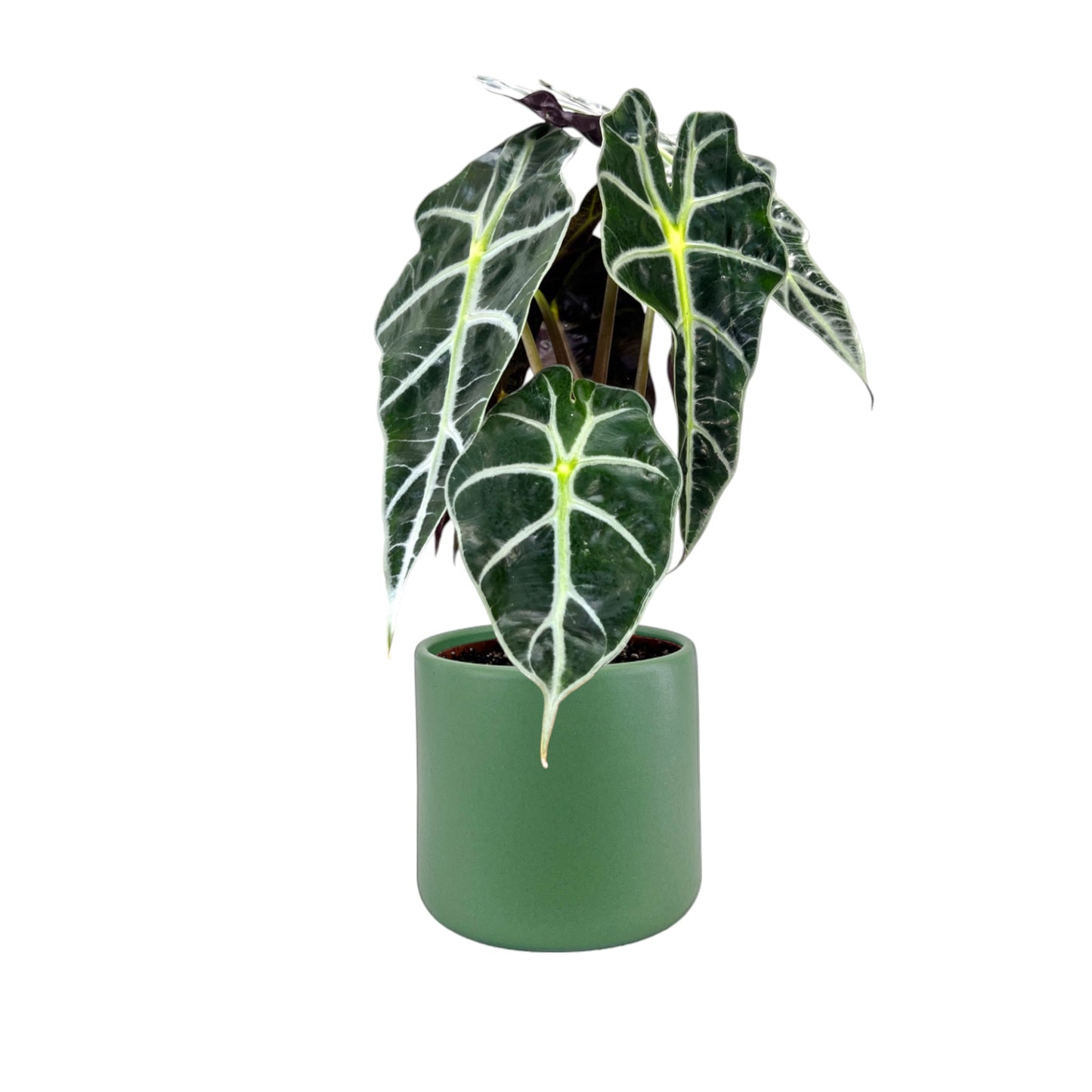 Alocasia 12cm Dwarf Amazonica in Cambridge Ceramic