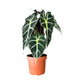 Alocasia 12cm Mix - Green Plant The Horti House
