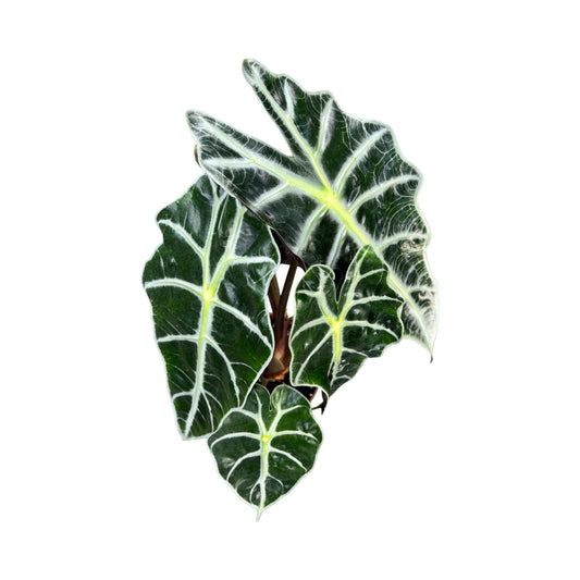 Alocasia 12cm Dwarf Amazonica in Basket - Green Plant The Horti House