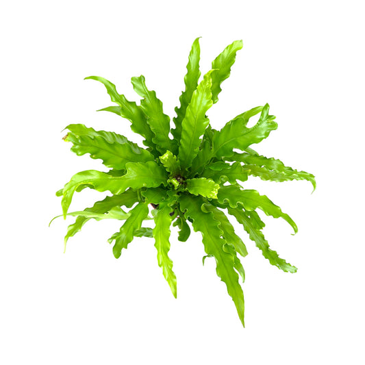 Asplenium 12cm Osaka Basket