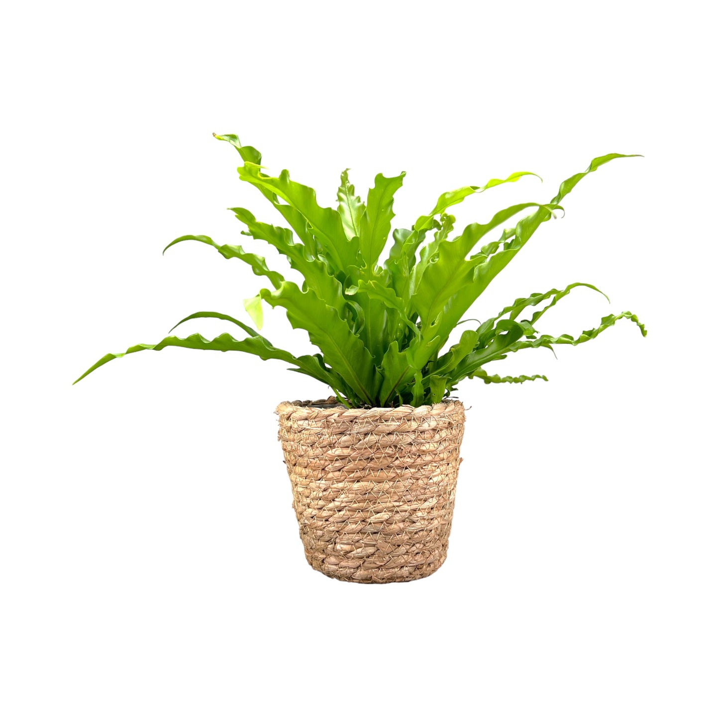 Asplenium 12cm Osaka Basket