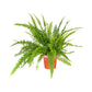 Fern 12cm Boston Compacta