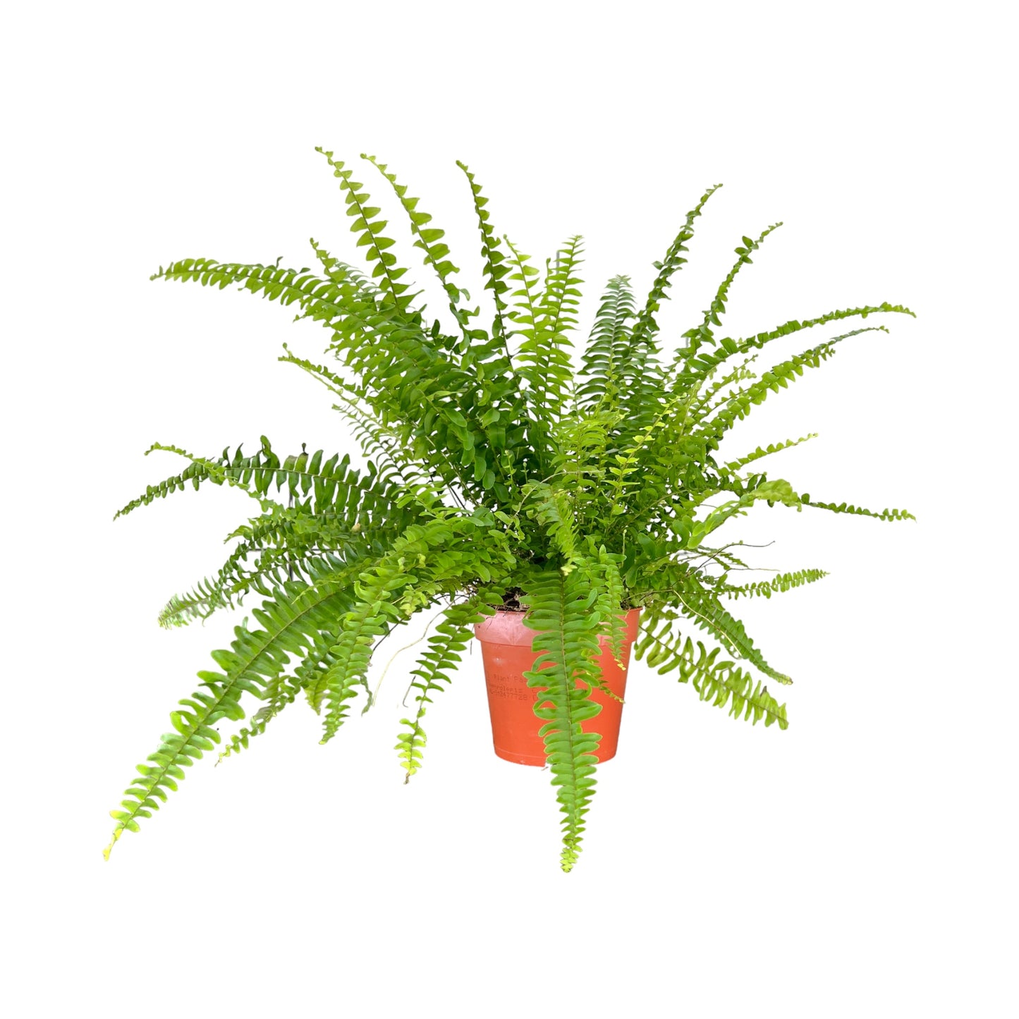 Fern 12cm Boston Compacta