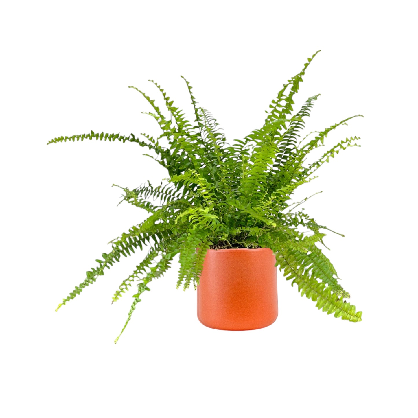 Fern 12cm Boston Compacta in Cambridge Ceramic