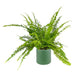 Fern 12cm Boston Compacta in Cambridge Ceramic