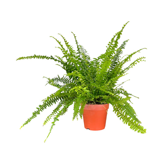 Fern 12cm Boston Compacta