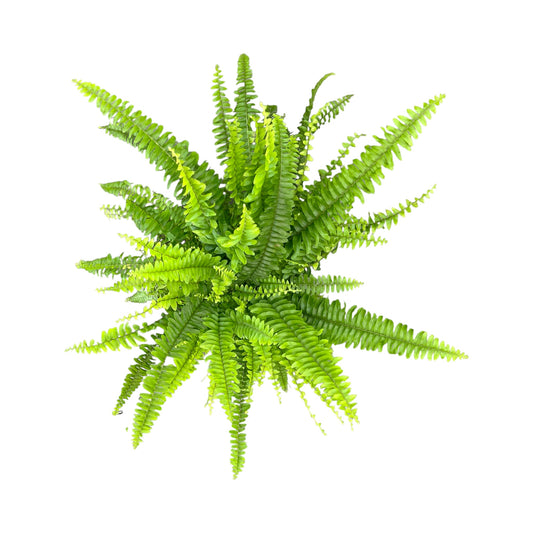 Fern 12cm Boston Compacta