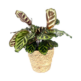 Calathea 12cm Makoyana in Basket - Green Plant The Horti House