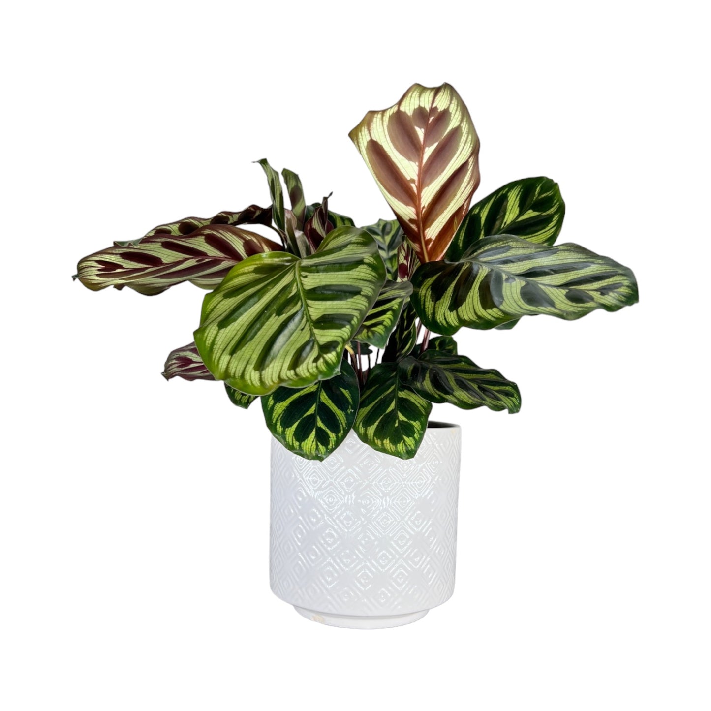 Calathea 12cm Makoyana in Ceramic - Green Plant The Horti House