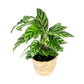 Calathea 12cm Freddie in Basket - Green Plant The Horti House