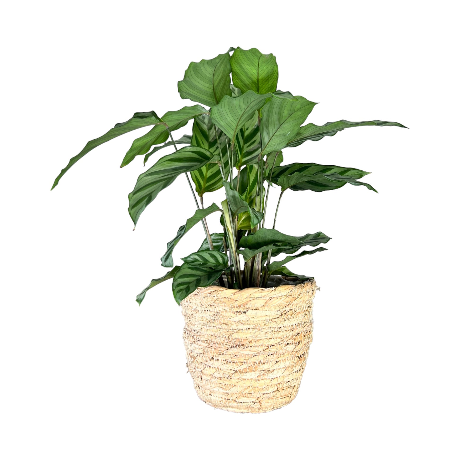 Calathea 12cm Freddie in Basket - Green Plant The Horti House