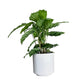 Calathea 12cm Mix in Ceramic - Green Plant The Horti House