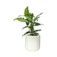 Calathea 12cm Freddie in Cambridge Ceramic