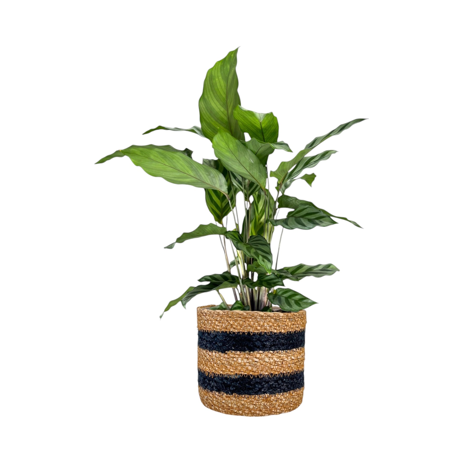 Calathea 12cm Mix in Basket - Green Plant The Horti House