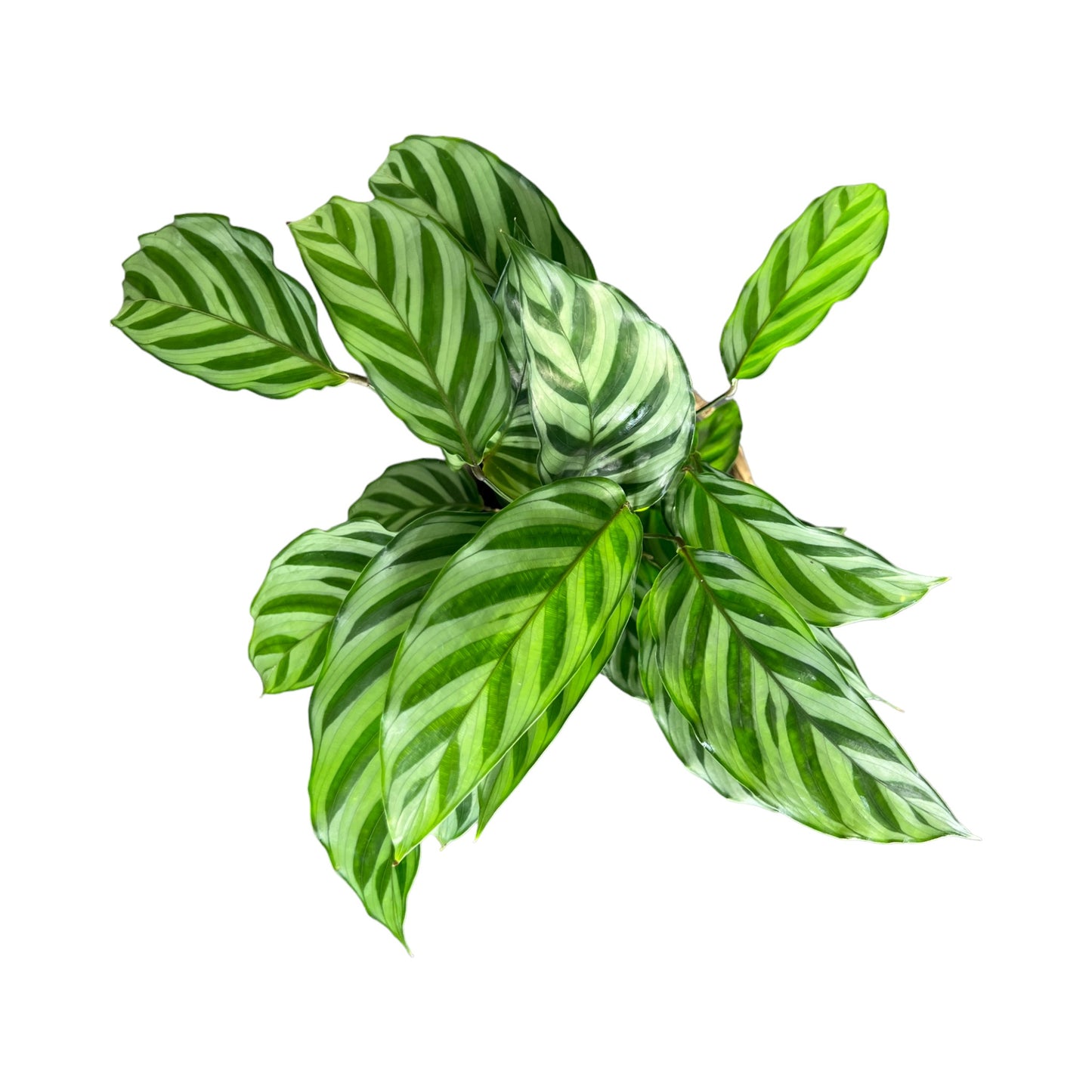 Calathea 12cm Freddie in Basket - Green Plant The Horti House