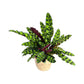 Calathea 12cm Lancifolia in Basket - Green Plant The Horti House