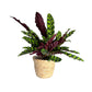 Calathea 12cm Lancifolia in Basket - Green Plant The Horti House