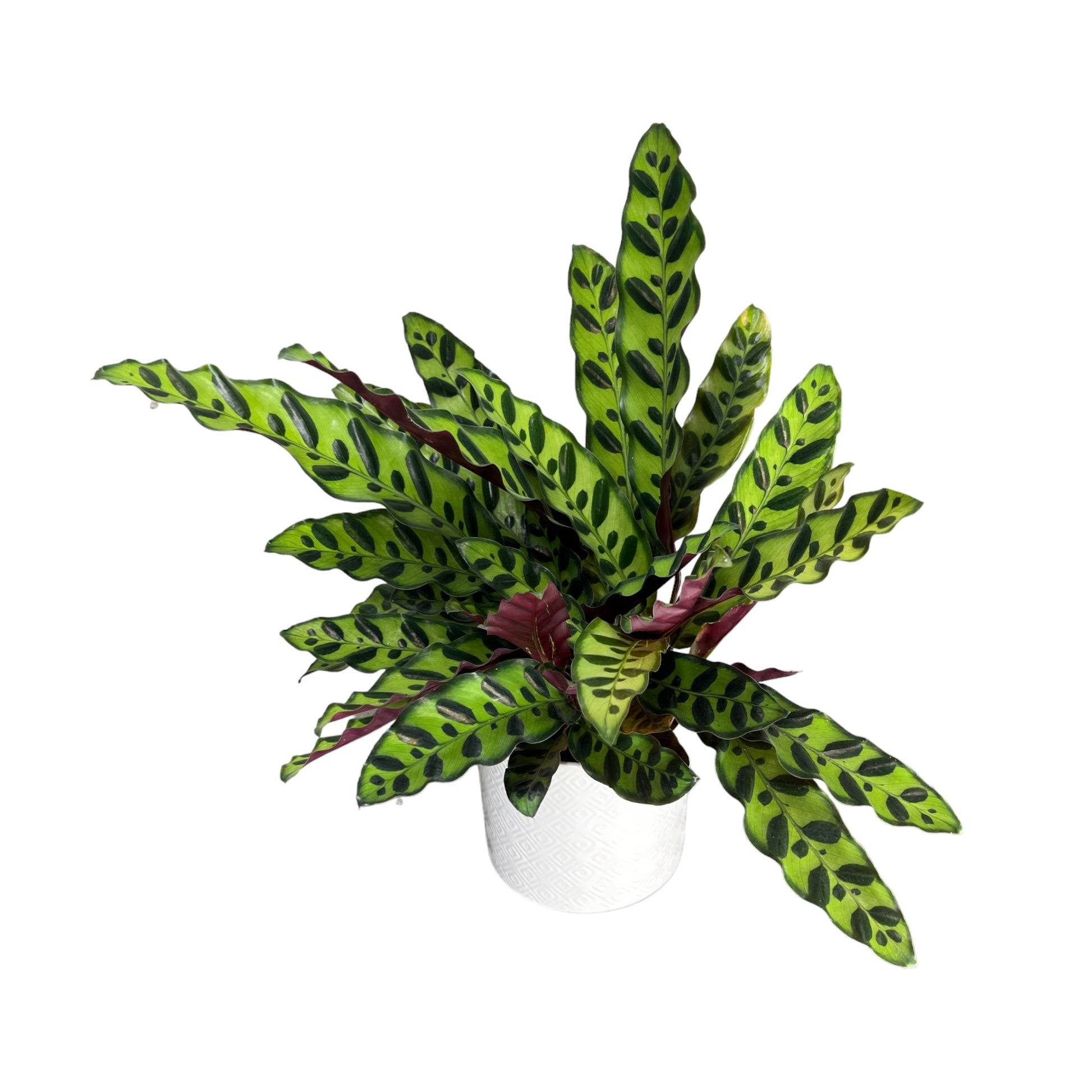 Calathea 12cm Lancifolia in Ceramic - Green Plant The Horti House