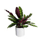 Calathea 12cm Lancifolia in Ceramic - Green Plant The Horti House