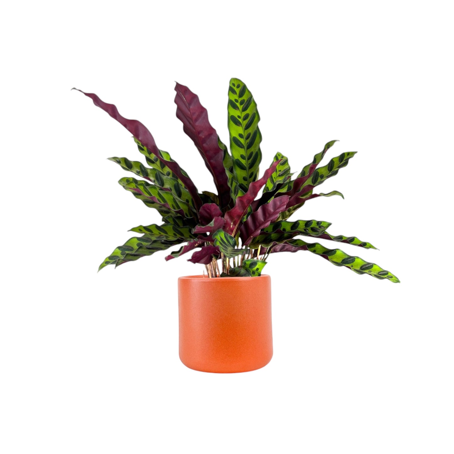 Calathea 12cm Lancifolia in Cambridge Ceramic