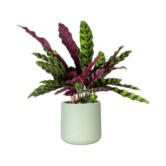 Calathea 12cm Lancifolia in Cambridge Ceramic