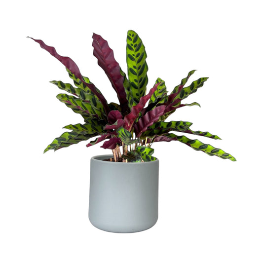 Calathea 12cm Lancifolia in Cambridge Ceramic