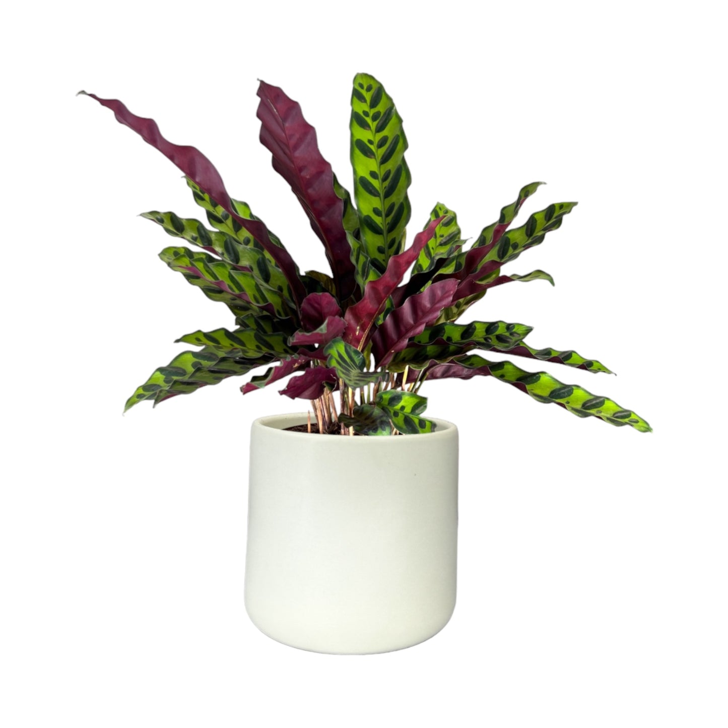 Calathea 12cm Lancifolia in Cambridge Ceramic