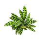 Calathea 12cm Lancifolia in Basket - Green Plant The Horti House