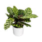 Calathea 12cm Makoyana in Ceramic - Green Plant The Horti House