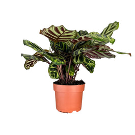 Calathea 12cm Makoyana - Green Plant The Horti House