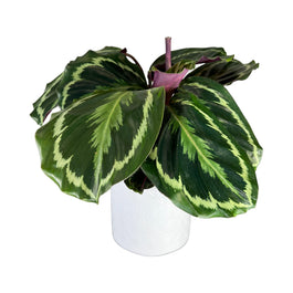 Calathea 12cm Medallion in Ceramic - Green Plant The Horti House