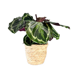 Calathea 12cm Medallion in Basket - Green Plant The Horti House